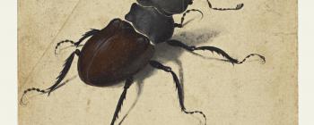 Image for Albrecht Dürer, Stag Beetle, 1505 